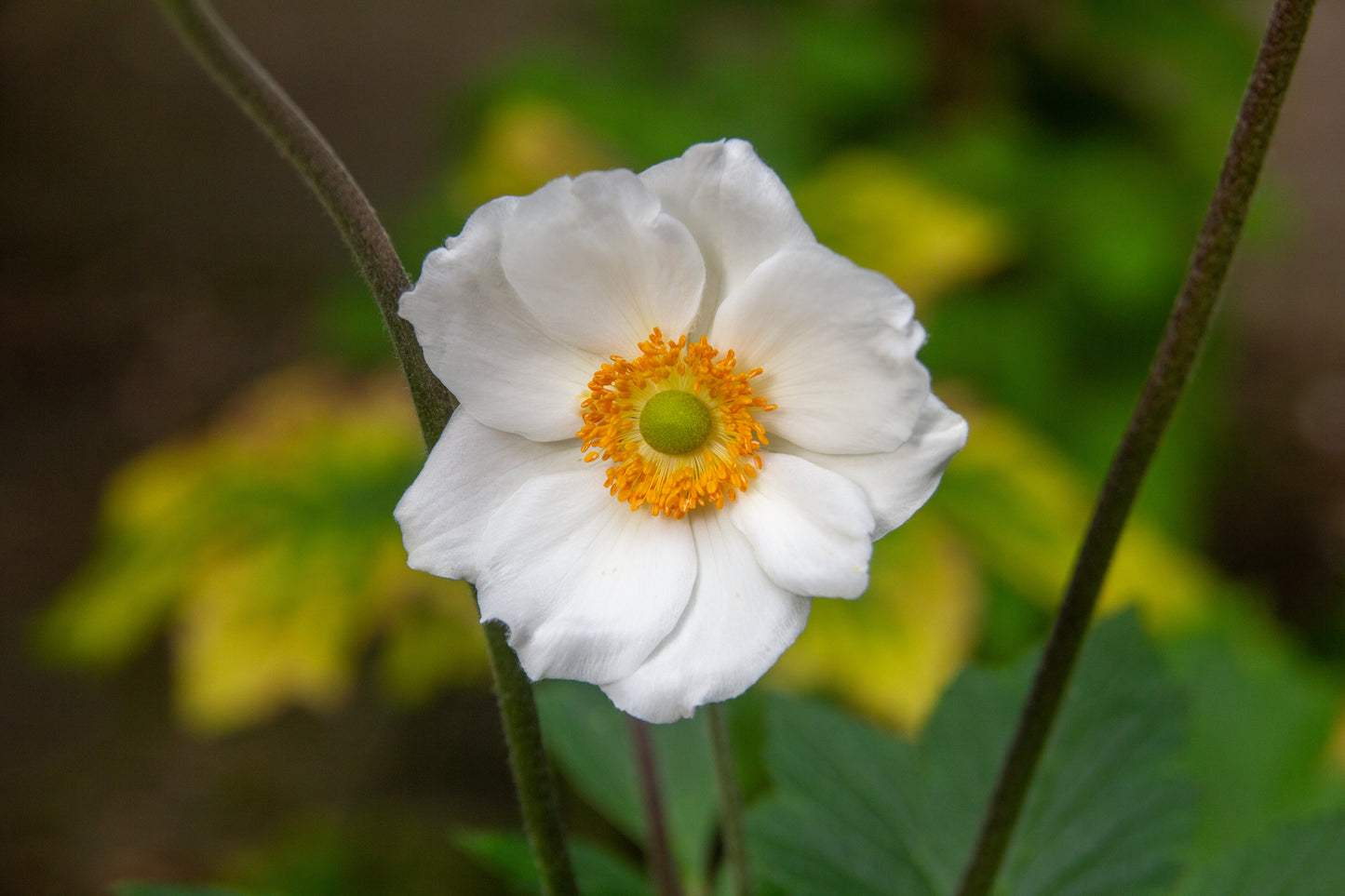 Foto's in de natuur