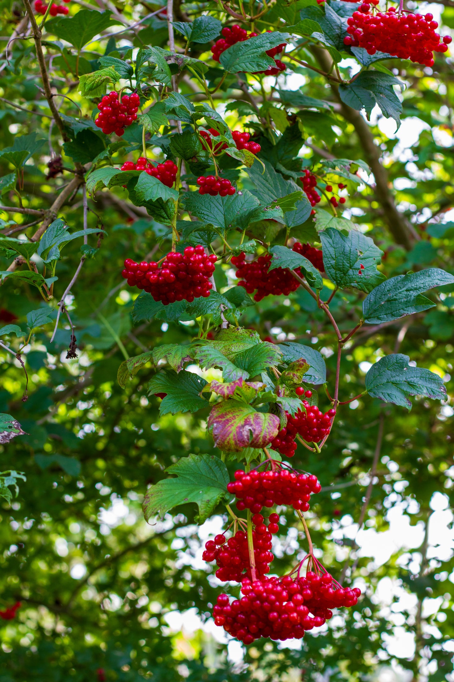 Foto's in de natuur