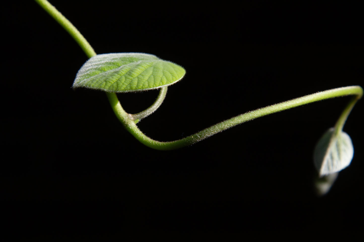 Foto's in de natuur