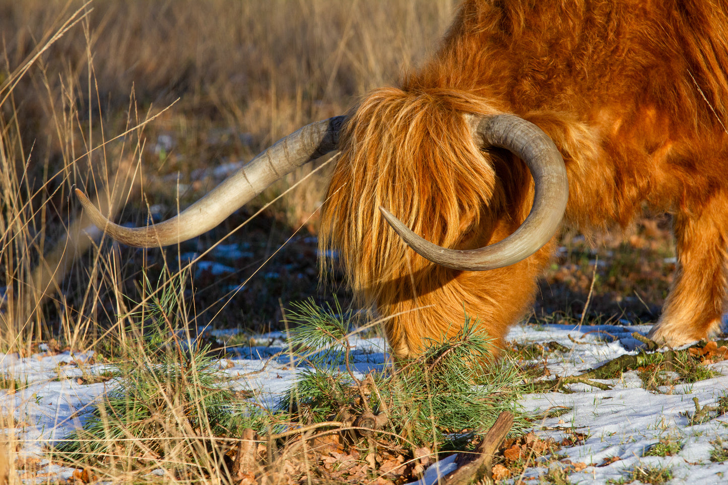 Foto's in de natuur