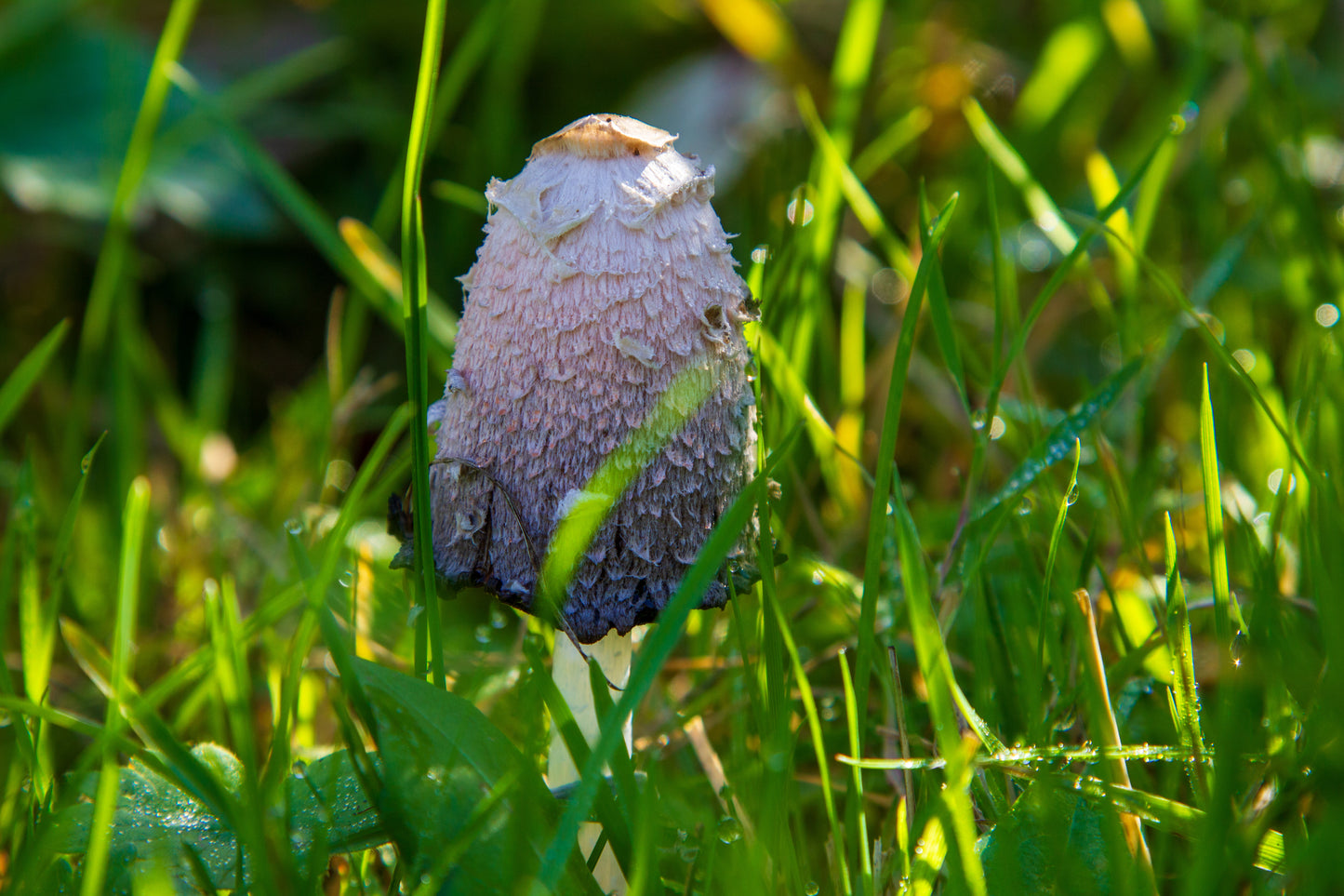 Foto's in de natuur