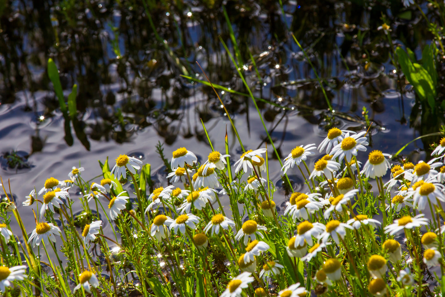 Foto's in de natuur