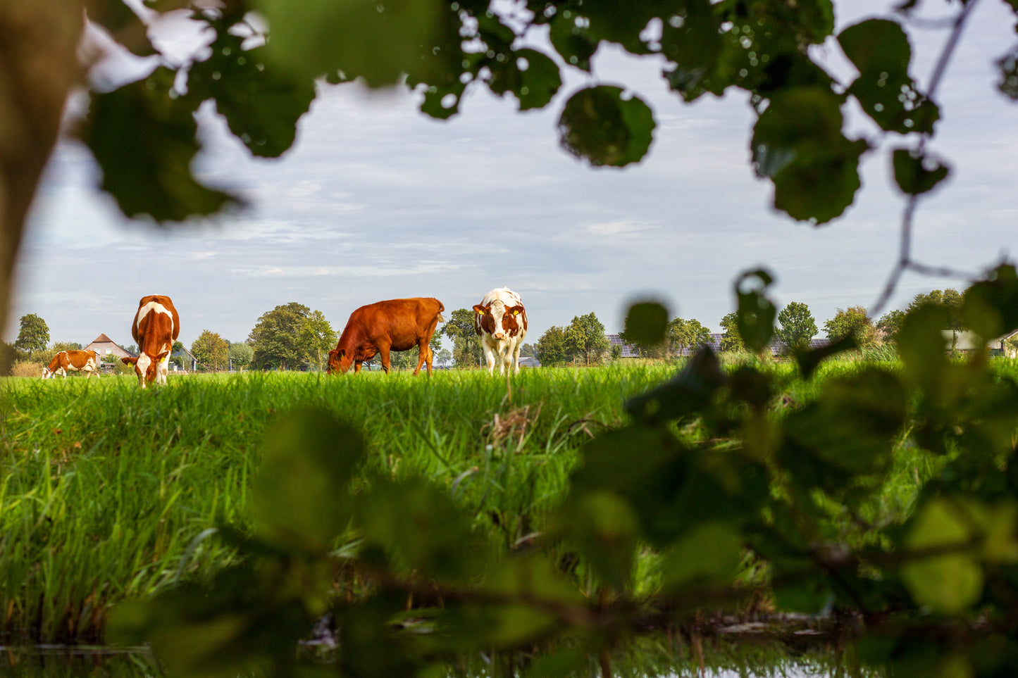 Foto's in de natuur