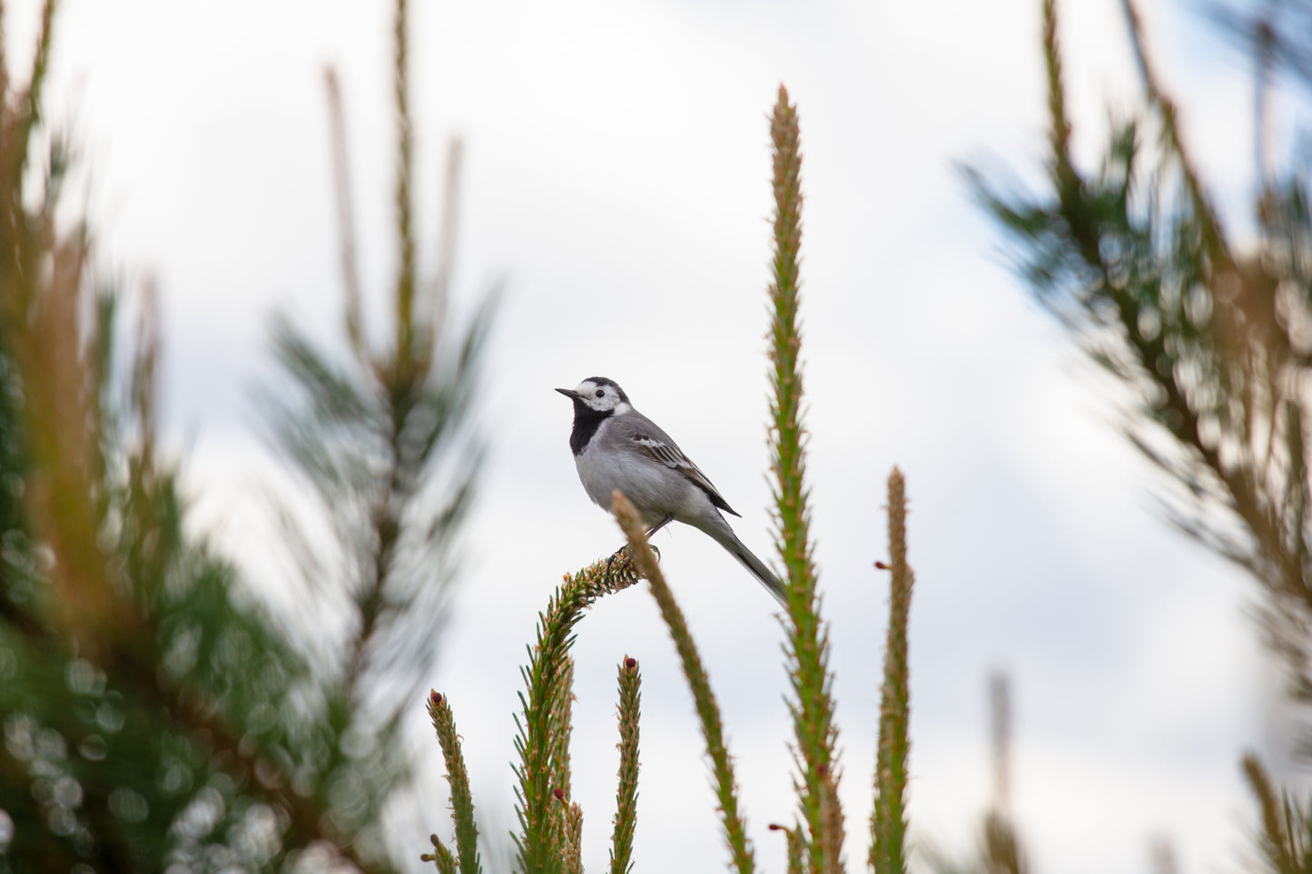 Foto's in de natuur
