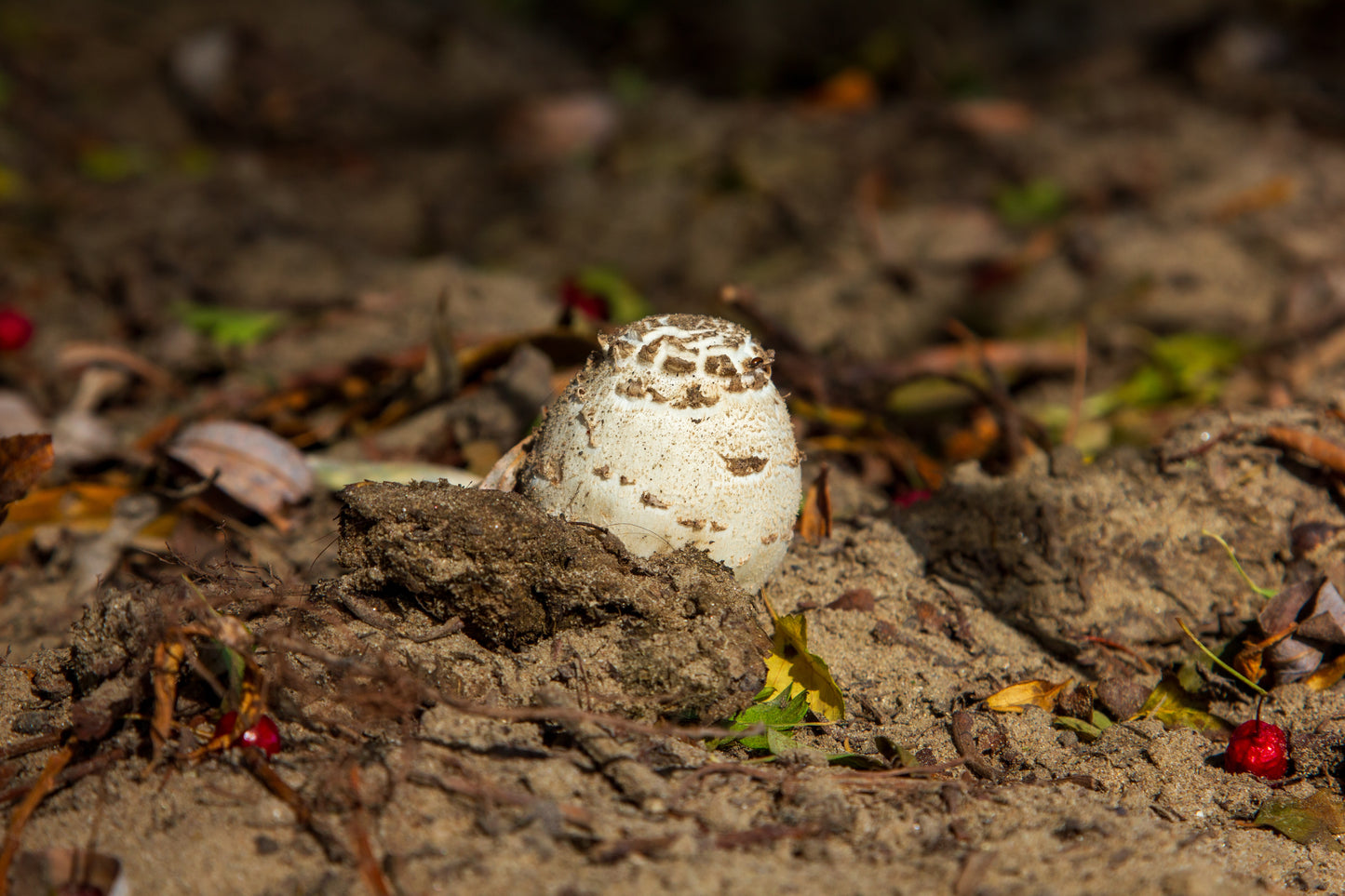 Foto's in de natuur