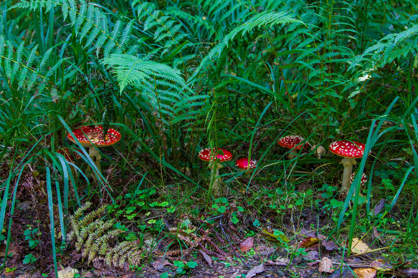 Foto's in de natuur