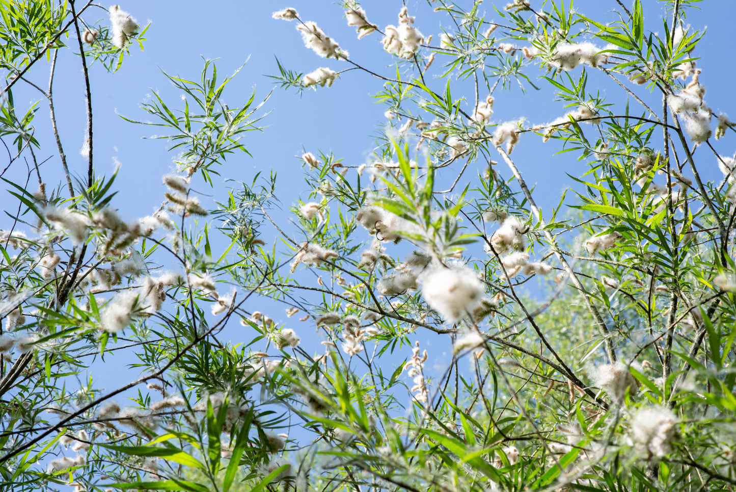 Foto's in de natuur