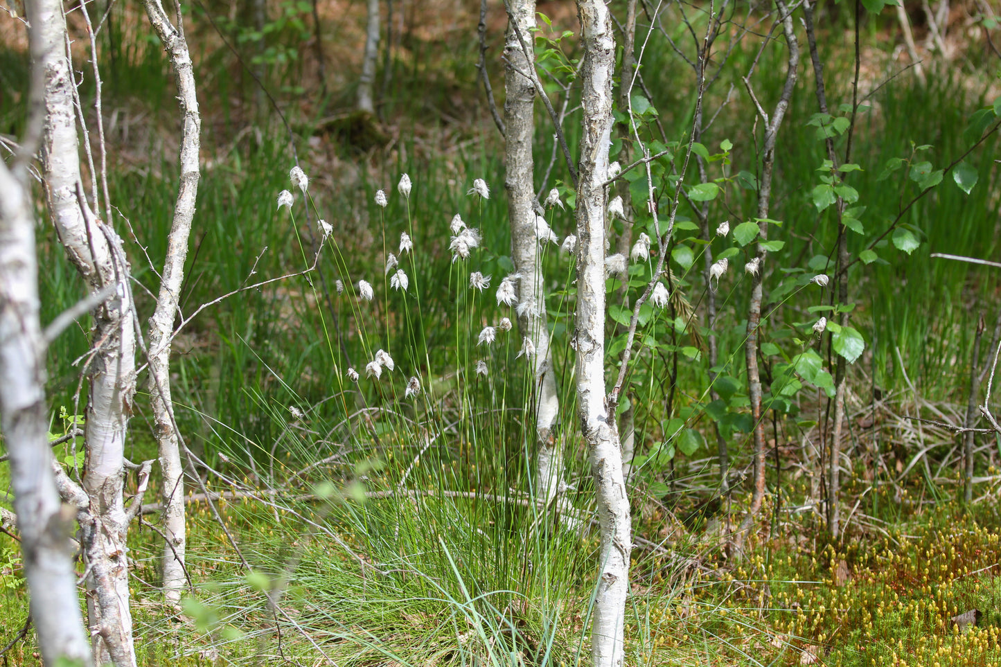 Foto's in de natuur