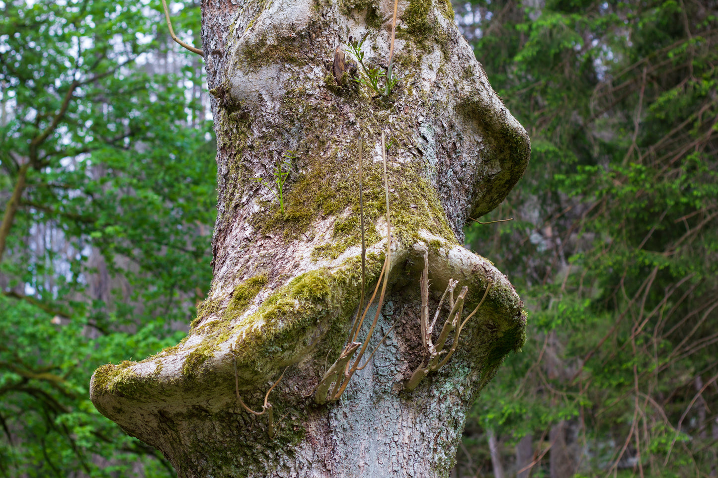 Foto's in de natuur