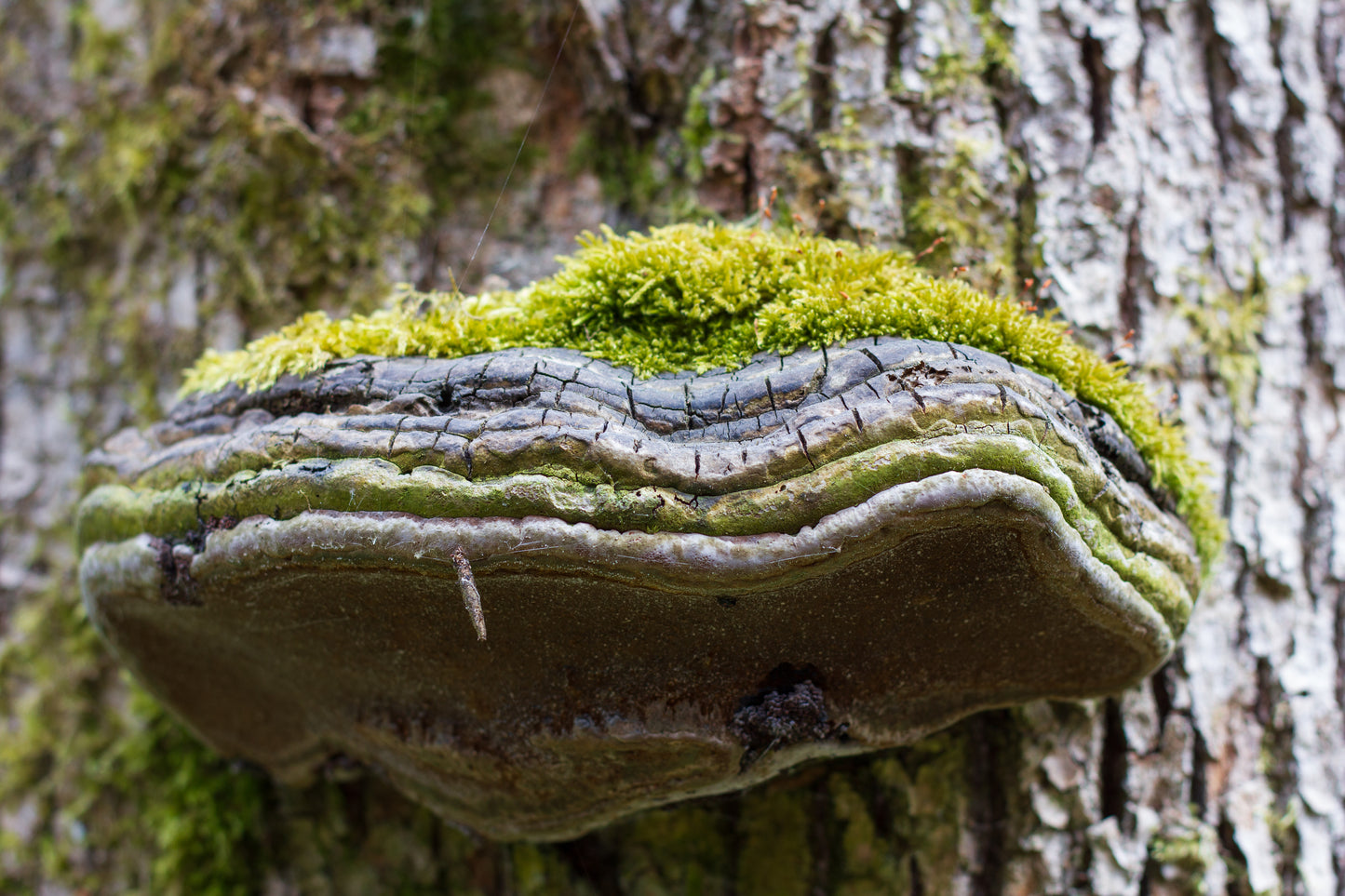 Foto's in de natuur