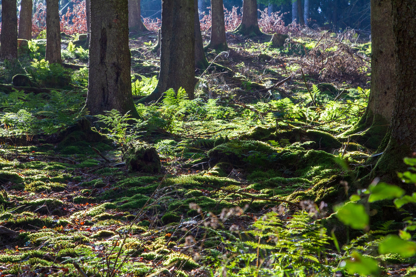 Foto's in de natuur
