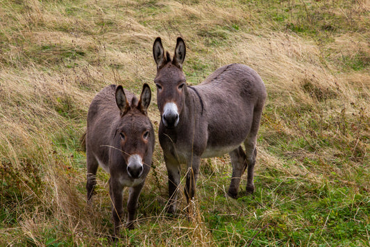 Foto's in de natuur