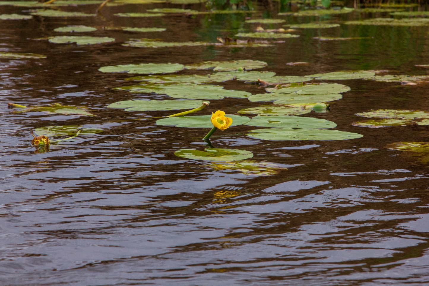 Foto's in de natuur