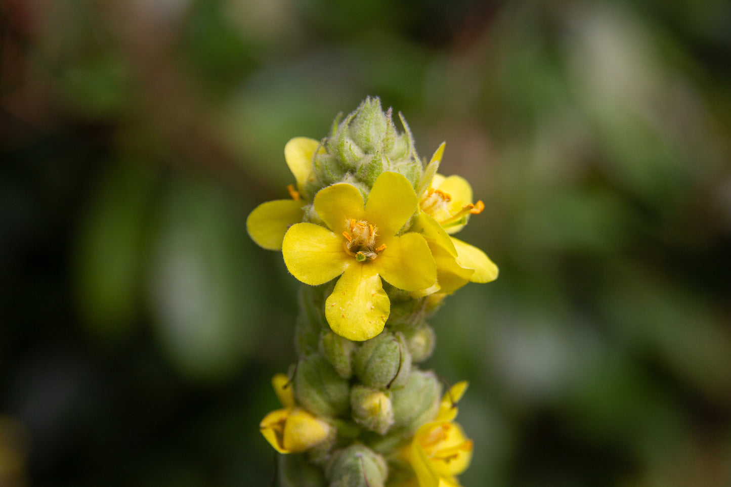 Foto's in de natuur