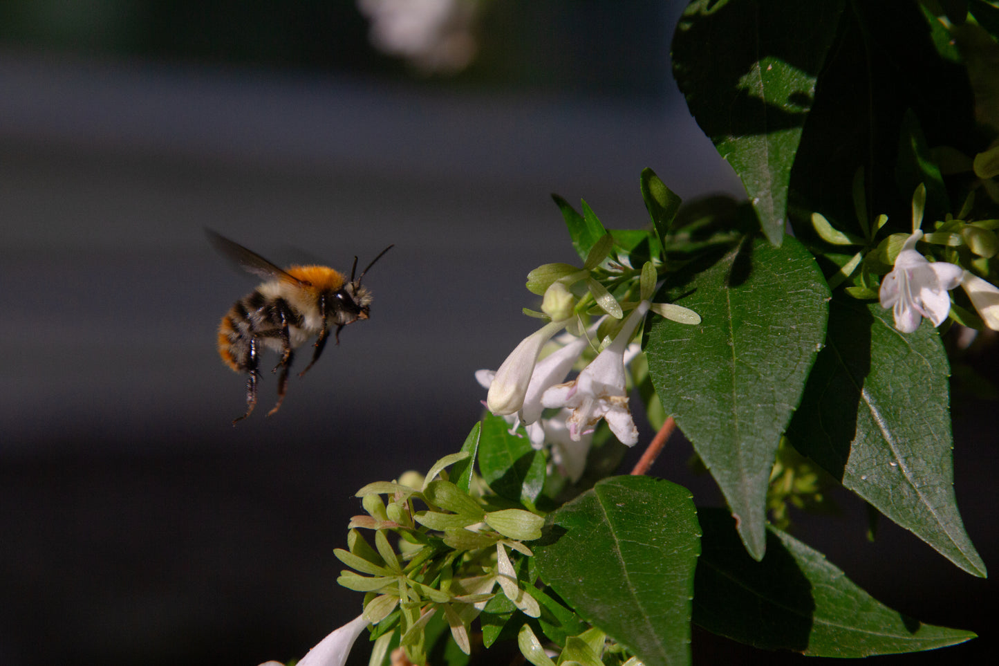 Foto's in de natuur