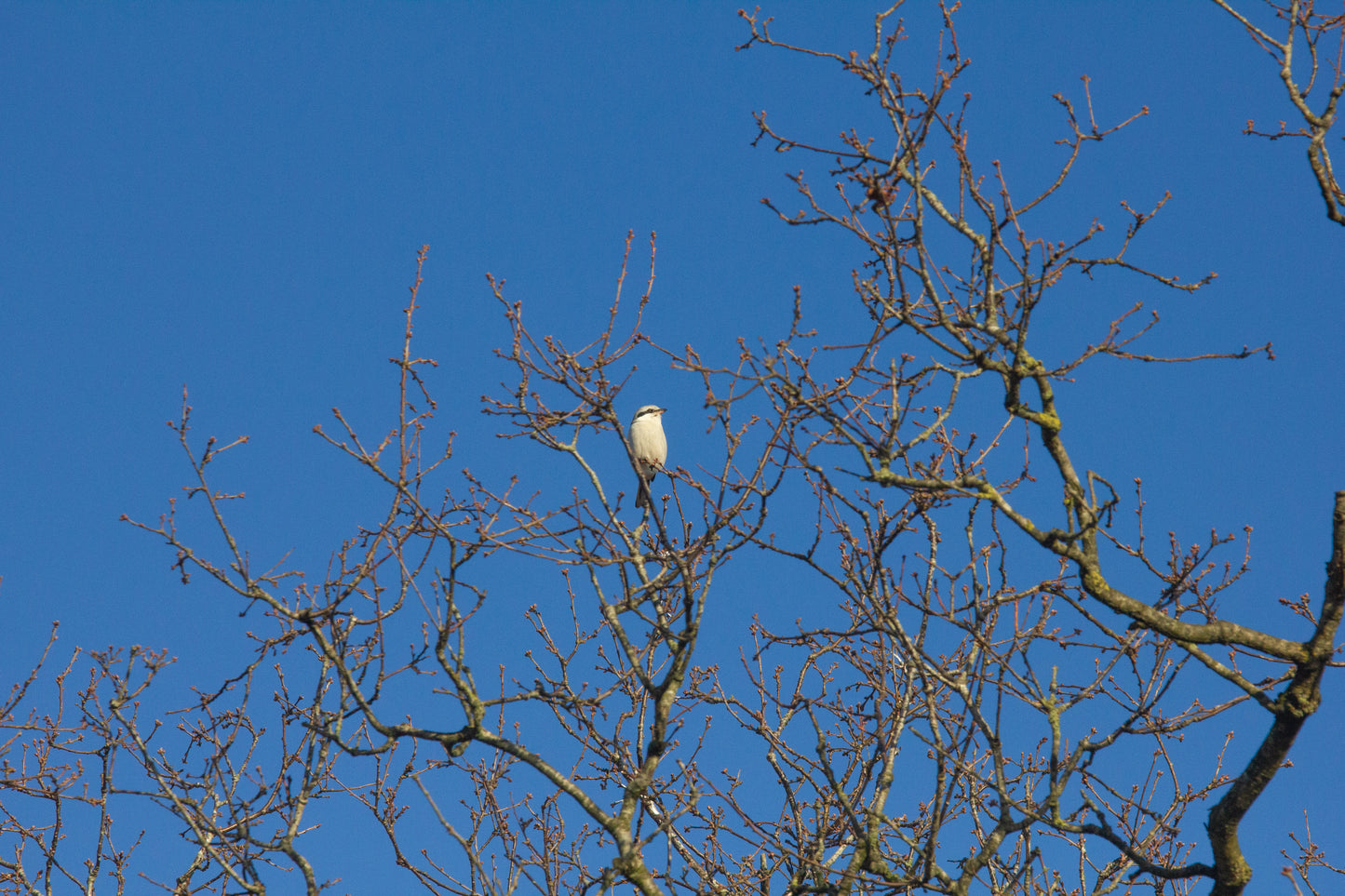 Foto's in de natuur