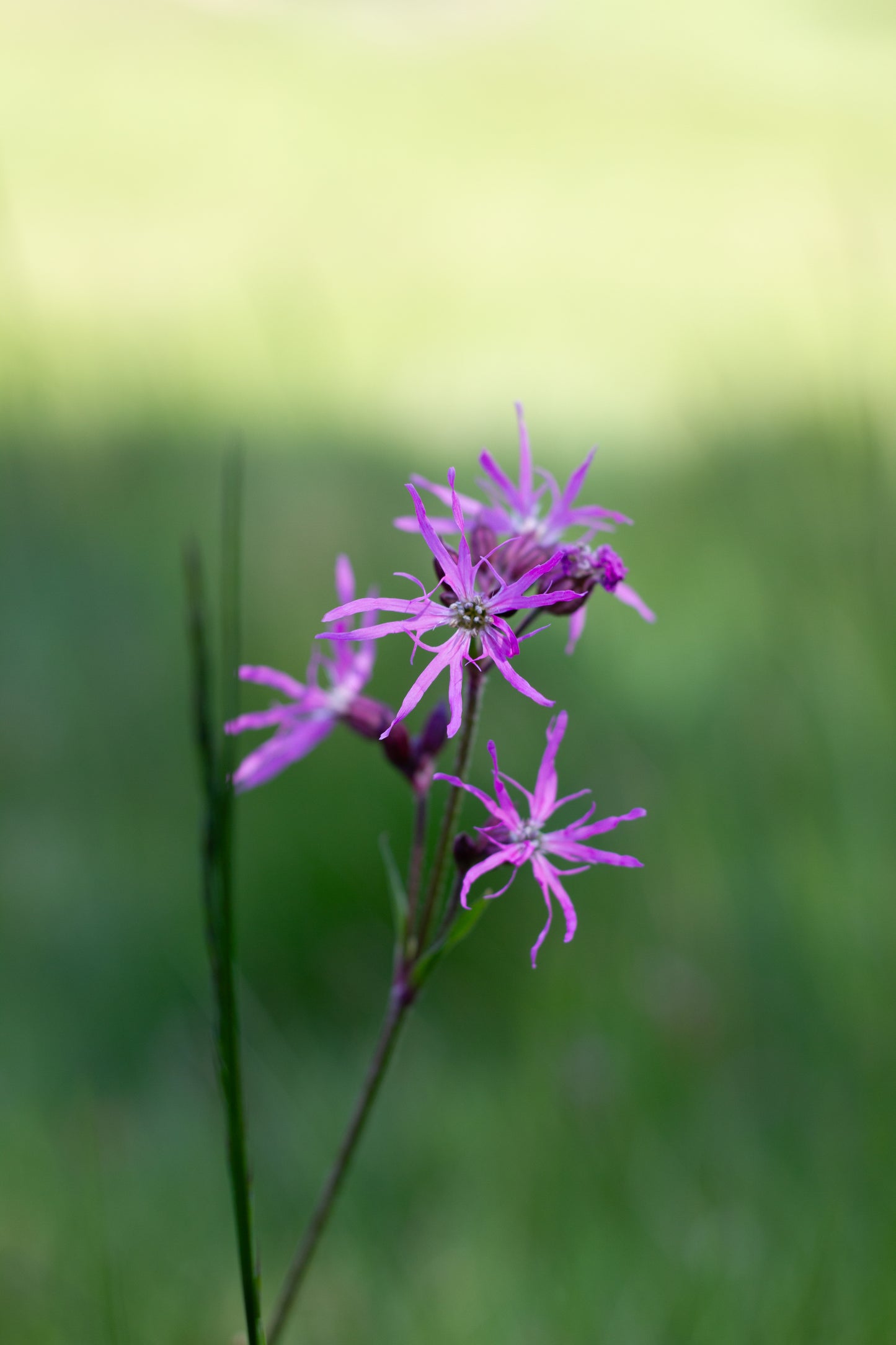 Foto's in de natuur
