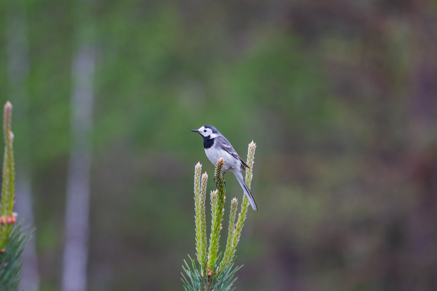 Foto's in de natuur