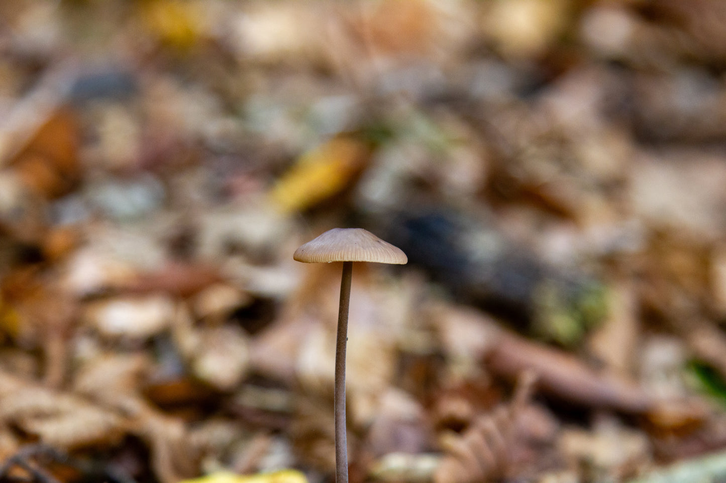 Foto's in de natuur