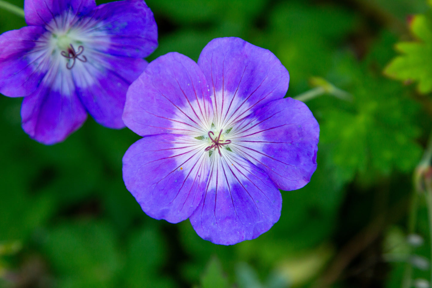 Foto's in de natuur