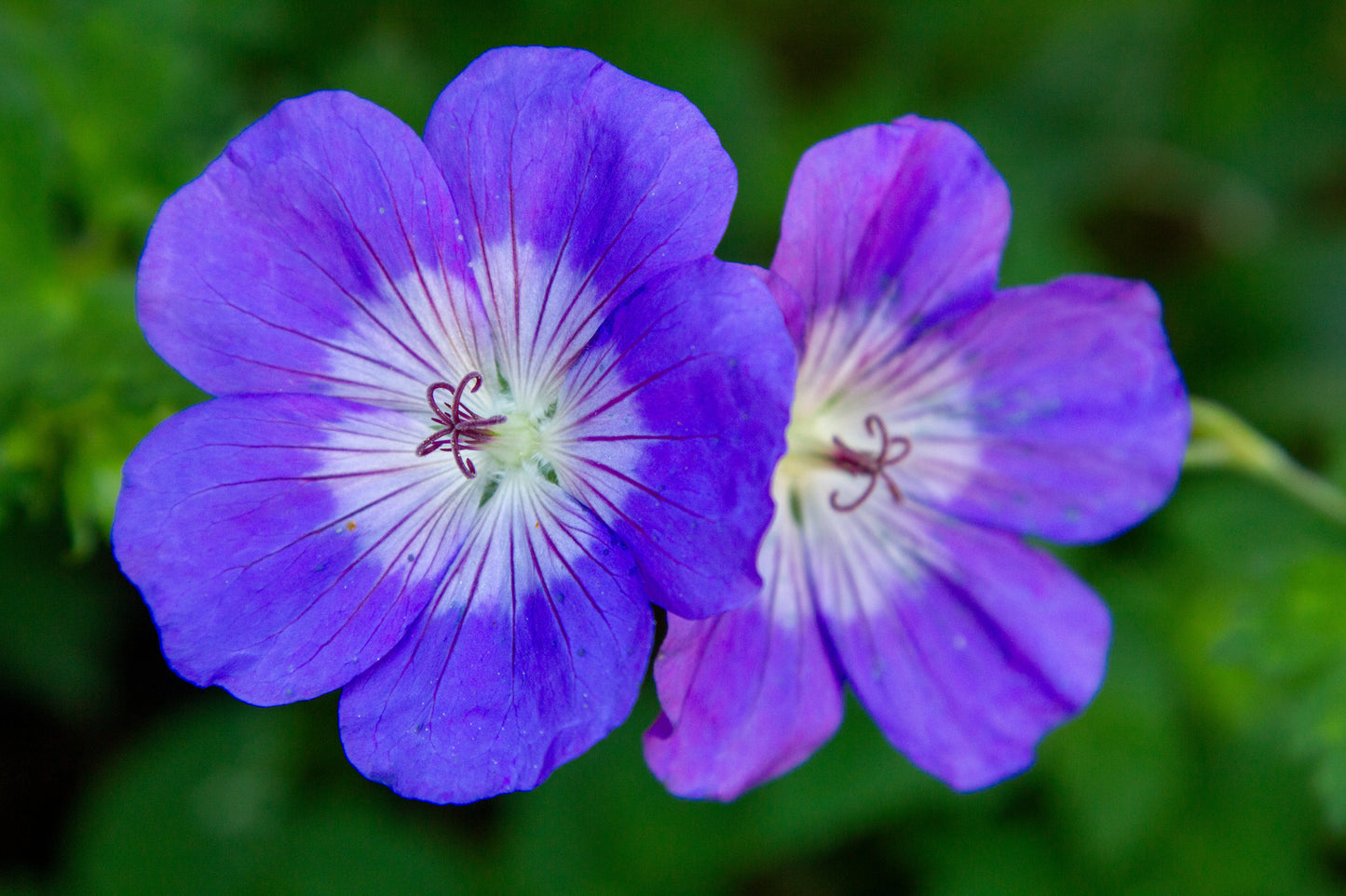 Foto's in de natuur