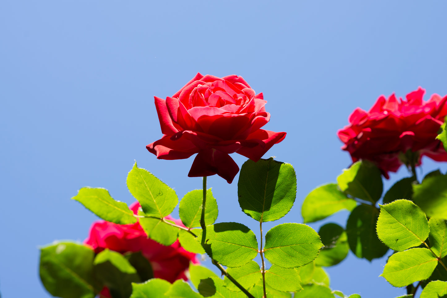 Foto's in de natuur