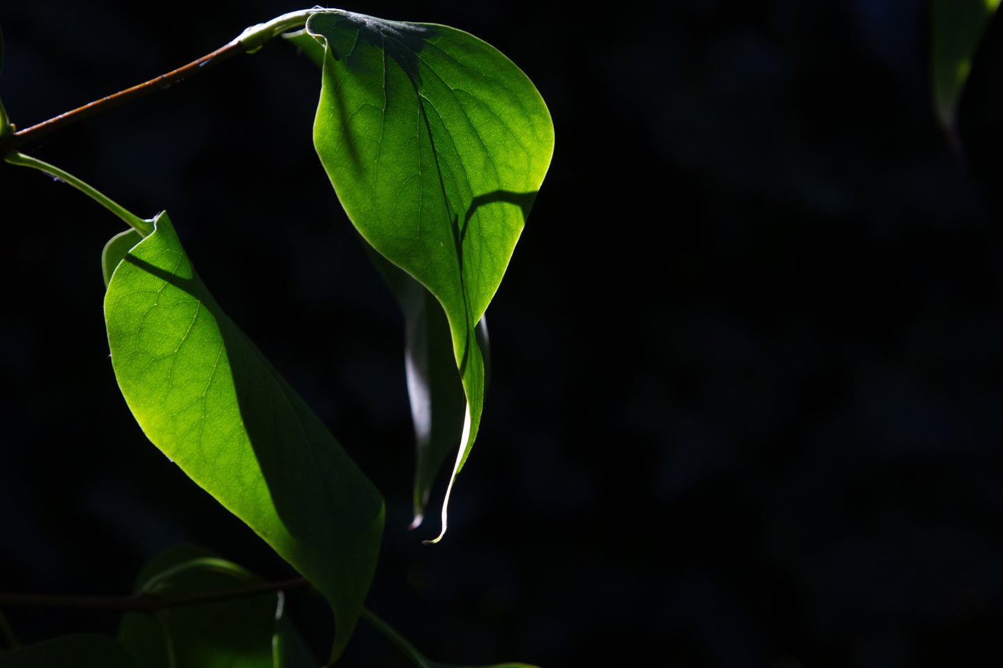 Foto's in de natuur