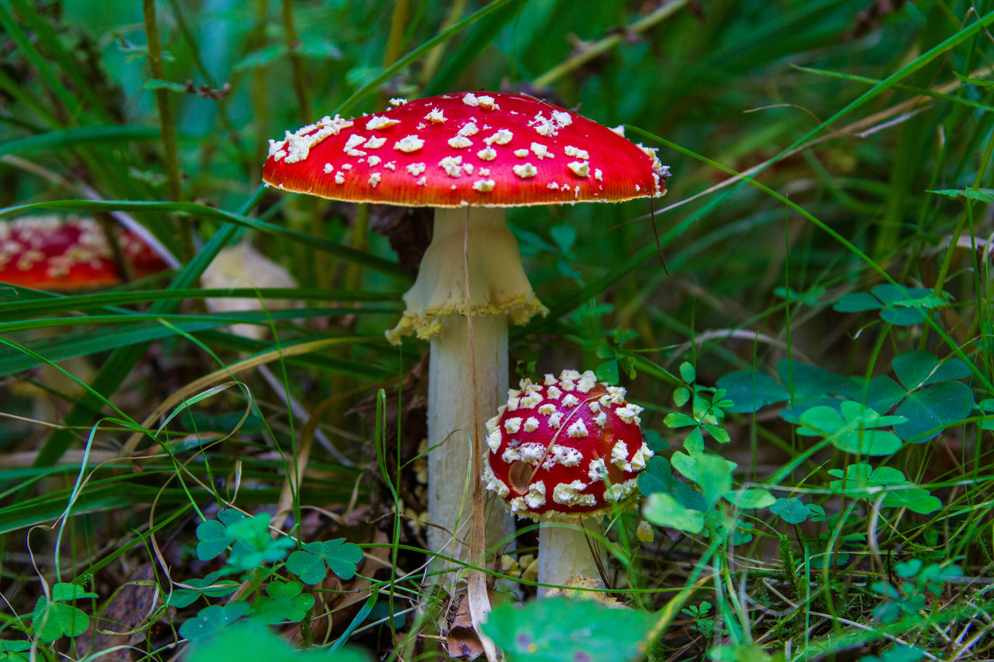 Foto's in de natuur